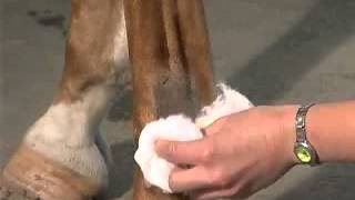 IntraArticular Joint Injections The Fetlock [upl. by Curley]