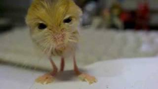 pygmy jerboa 体重測定 [upl. by Gildea605]