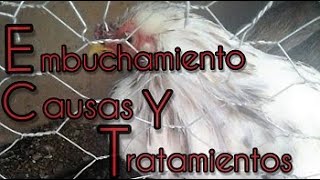 EMBUCHAMIENTO EN GALLINAS CAUSAS Y TRATAMIENTOS [upl. by Quickel]