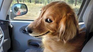 The world’s FUNNIEST DOGS 2024 are here 🤣🤣🐶 Funniest Animal Videos [upl. by Ardet]