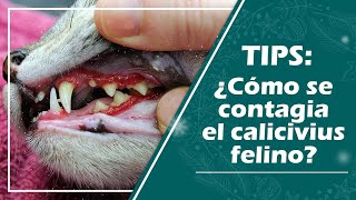 ¿Qué es el calicivirus felino lo que deberías saber [upl. by Hareehahs]