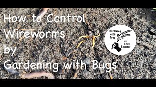 How to Control Wireworms [upl. by Adeuga]