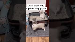 Valizi kedi kumu yapmışlar 😻😂 catlovers kedi köpek kedikumu 🎥mail [upl. by Remos]