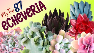 MY TOP 87 ECHEVERIA SPECIES  HERB STORIES [upl. by Iona]