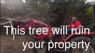 010  Bush hogging and brush clearing with Massey Ferguson 1835E Compact Tractor [upl. by Aisatnaf]