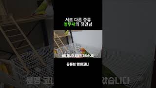 다른종류 앵무새의 첫만남 코뉴어 parrot 앵무새 앵무새키우기 반려동물 birds [upl. by Golding]