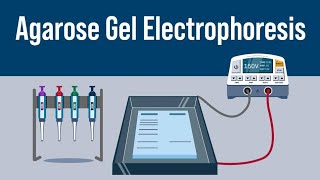 Gel Electrophoresis  Class 12th neet neet2024 biology [upl. by Jeromy]