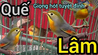 quế Lâm hót hay nhất luyện giọng hót căng lửa kích bổi giọng 789 âm xoẵn [upl. by Ondine698]