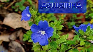 COMO CULTIVAR AZULZINHA SEM FRESCURA [upl. by Gaddi591]