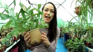 Repotting my Phlebodium pseudoaureum Blue Rabbits Foot Fern amp info amp care tips [upl. by Normandy708]