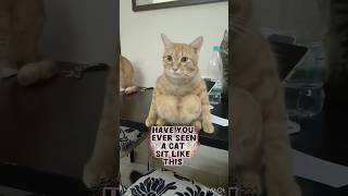 Never ever saw a Cat sitting like this  omg cat amazingreel animal amazinganimal [upl. by Simmie413]