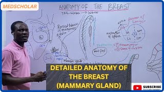 ANATOMY OF THE BREAST MAMMARY GLAND FULL LECTURE [upl. by Amelita]