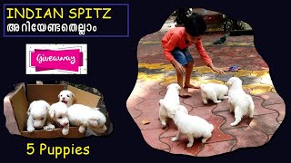 😍INDIAN SPITZ GENERAL INFORMATIONS  Indian Spitz and Pomeranian difference  5 PUPPIES GIVE AWAY [upl. by Lenno]