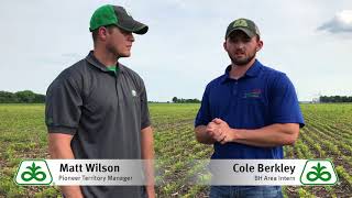 Iron Deficiency Chlorosis in Soybeans [upl. by Aindrea]