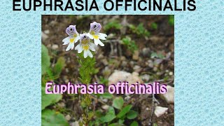 EUPHRASIA OFFICINALIS  ΑΝΤΙΜΕΤΩΠΙΣΗ ΟΞΕΩΝ ΚΑΤΑΣΤΑΣΕΩΝ ΜΕ ΟΜΟΙΟΠΑΘΗΤΙΚΗ [upl. by Eceinert]