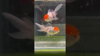 goldfish orenda Redcap 🐟avelable my shop🐟palashipara contact7501897525🐟🇮🇳👌 [upl. by Anhej]