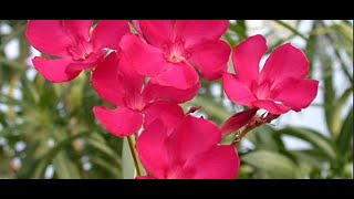 Evaluation of the In vitro Anti Inflammatory Activity of Nerium oleander [upl. by Gregor]