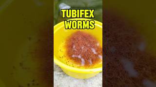 Machhliyon ka protein  tubifex wormhindi shorts viralvideo aquarium fish sdaqua2381 [upl. by Johna]