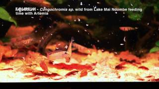 Congochromis sp wild from Lake Mai Ndombe feeding time with Artemia [upl. by Anevad]