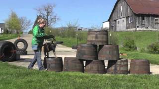 Malinois Puppy Training Lesson Sixteen [upl. by Caravette]