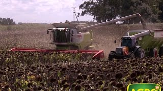 Bellamar Estancias Cosecha de girasol en el sur bonaerense 661 20160402 [upl. by Abisia820]