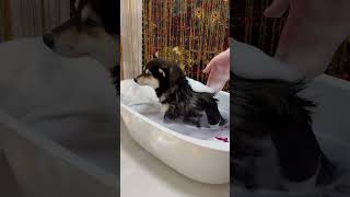 Dog Shiba Inu Spa Massage arms Thư Giãn Cuộc Sống Shiaba Inu shiba dog cute dogcute trending [upl. by Tavey]