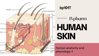 Skin human anatomy and physiology bpharm 1st semester aktu notes with DIAGRAM and explanation [upl. by Schreck295]