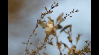 Isabelline  Redtailed Shrike Bempton Cliffs RSPB East Yorkshire 41024 [upl. by Dail]