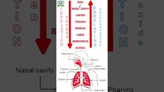 Inhalation and Exhalation Process Respiratory system [upl. by Lola383]