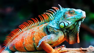 6 Most Beautiful Iguanas In The World [upl. by Eiramave214]