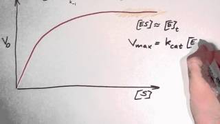 Biochemistry 93 Enzyme kinetics part 2 [upl. by Eireva]