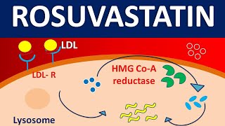 Rosuvastatin crestor  Mechanism side effects precautions amp uses [upl. by Nivlac]