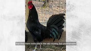 Gamefowl History Warhorse Legendary Game Fowl of America [upl. by Hickey]