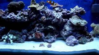 DIY 30g Nano Reef Aquarium Setup Week 6 [upl. by Enneibaf698]