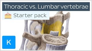 Thoracic vertebrae vs Lumbar vertebrae  Human Anatomy  Kenhub [upl. by Corliss]