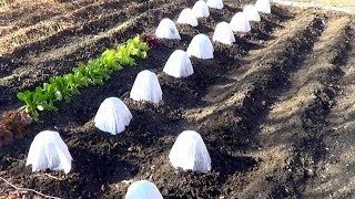 Planting Tomatos with HotKaps for Frost Protection [upl. by Averil]