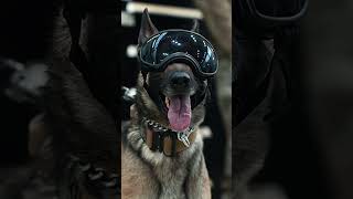 Army Military Working Dog [upl. by Amador]