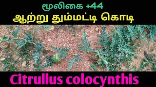 ஆற்று தும்மட்டி கொடிCITRULLUS COLOCYNTHISAATRU THUMMATTI HERB [upl. by Letitia66]