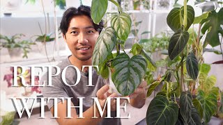 Repot With Me  Philodendron Melanochrysum Brandtianum amp Verrucosum  5 Week Cuttings [upl. by Eslek117]