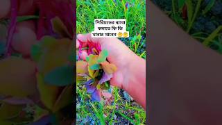 পিরিয়ডের ব্যাথা কমাতে কি কি খাবেন🤔😰periods health shorts harvesting vegetables [upl. by Anallij]