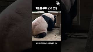 거울보는 푸바오 공주님gif│Panda Babypanda Fubao [upl. by Rubens124]