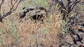 rattlesnake on North Menan Butte Trail atop R Mountain Rexburg Idaho [upl. by Enawd]