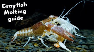 Pet Crayfish Molting Guide  5 Essential Tips [upl. by Fraze644]