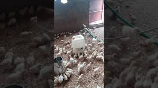 Abreuvoir automatique poulets [upl. by Avrit]