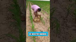 Los agricultores en Tailandia no usan pesticidas en sus campos [upl. by Mcwherter]