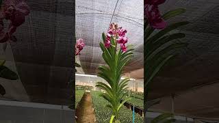 Orquídeas Vanda exóticas e encantadoras 🌺🌺 [upl. by Nadual]