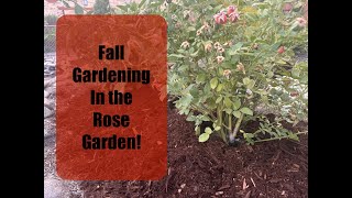 How to care for your roses in the fall for winter preparation [upl. by Mose]