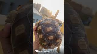 Sulcata Tortoise 1 year transformation ￼in India [upl. by Service]