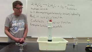 Hydrogen peroxide Decomposition catalyzed by Catalase [upl. by Nakah195]