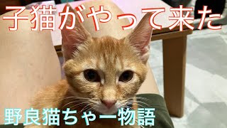 ‼️‼️また、、、子猫がやって来た💦‼️‼️ 野良猫ちゃーとクロ物語😊 [upl. by Junko]